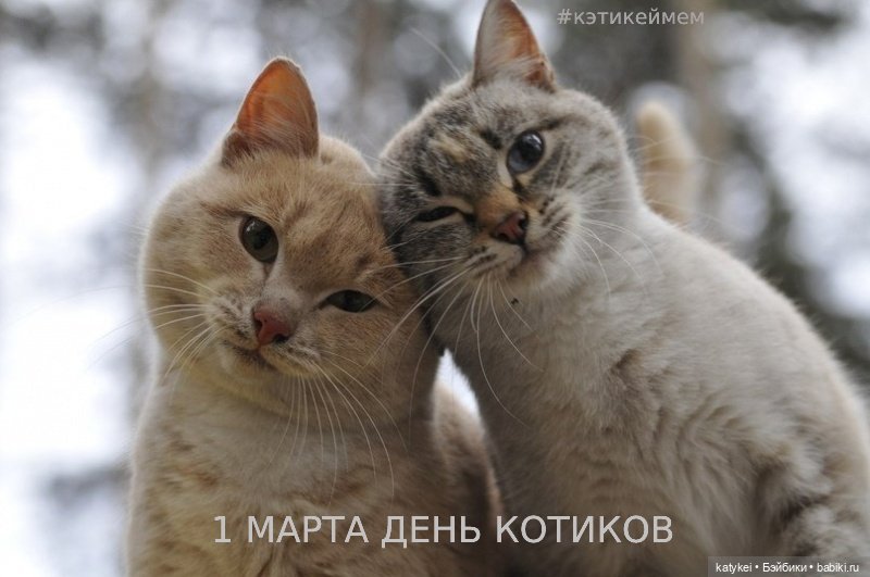 Весна и День Котиков — Болталка и разговоры обо всем: жизнь