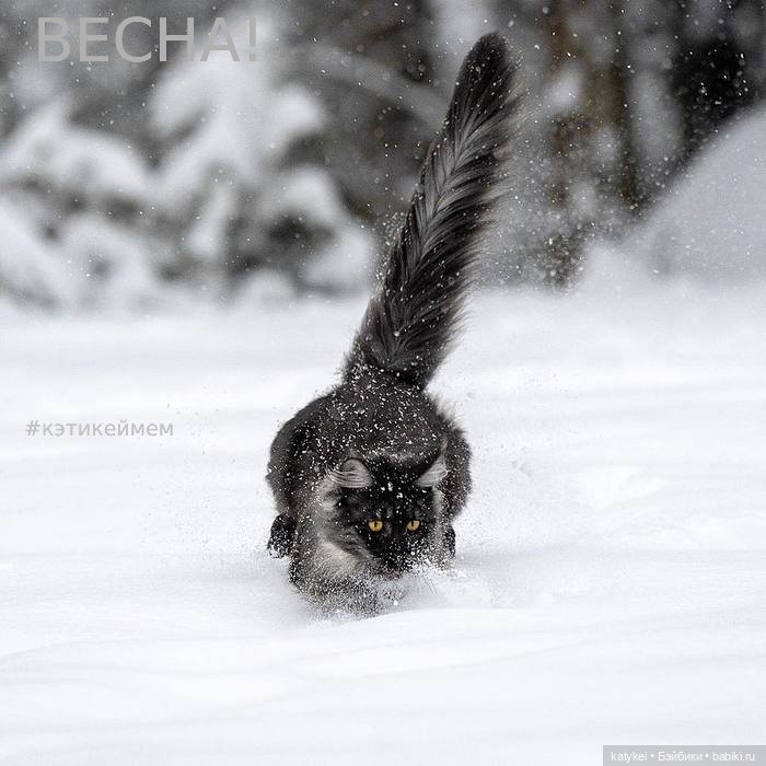 Весна и День Котиков — Болталка и разговоры обо всем: жизнь (фото 9)