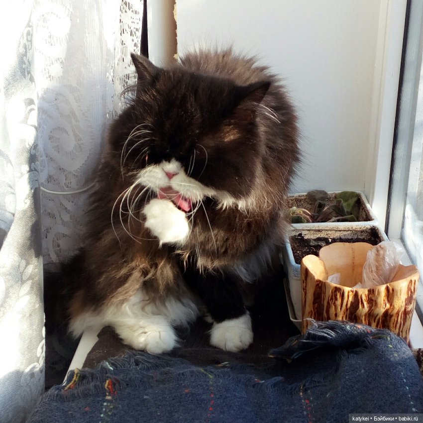 Весна и День Котиков — Болталка и разговоры обо всем: жизнь