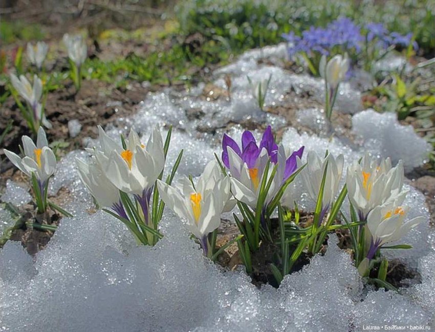 Встречаем Весну — Куклы Gotz (Готц): Ханна (фото 9)