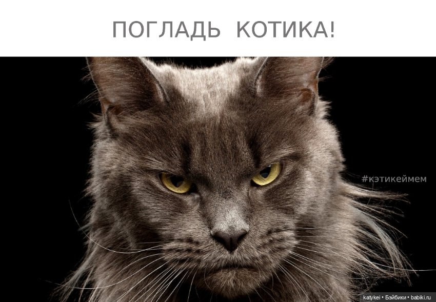 Весна и День Котиков — Болталка и разговоры обо всем: жизнь