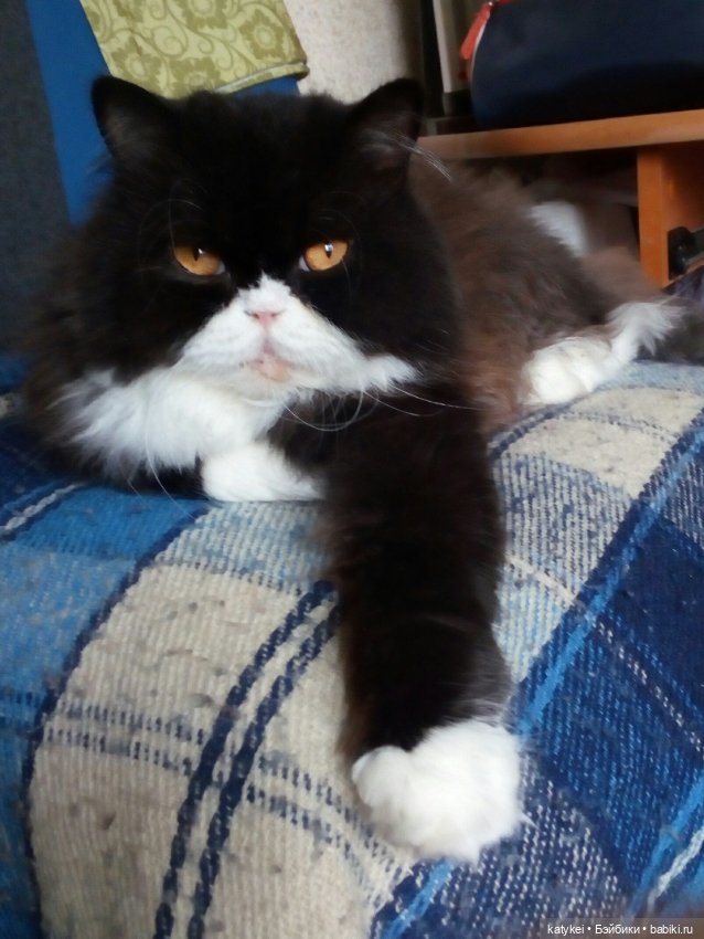 Весна и День Котиков — Болталка и разговоры обо всем: жизнь