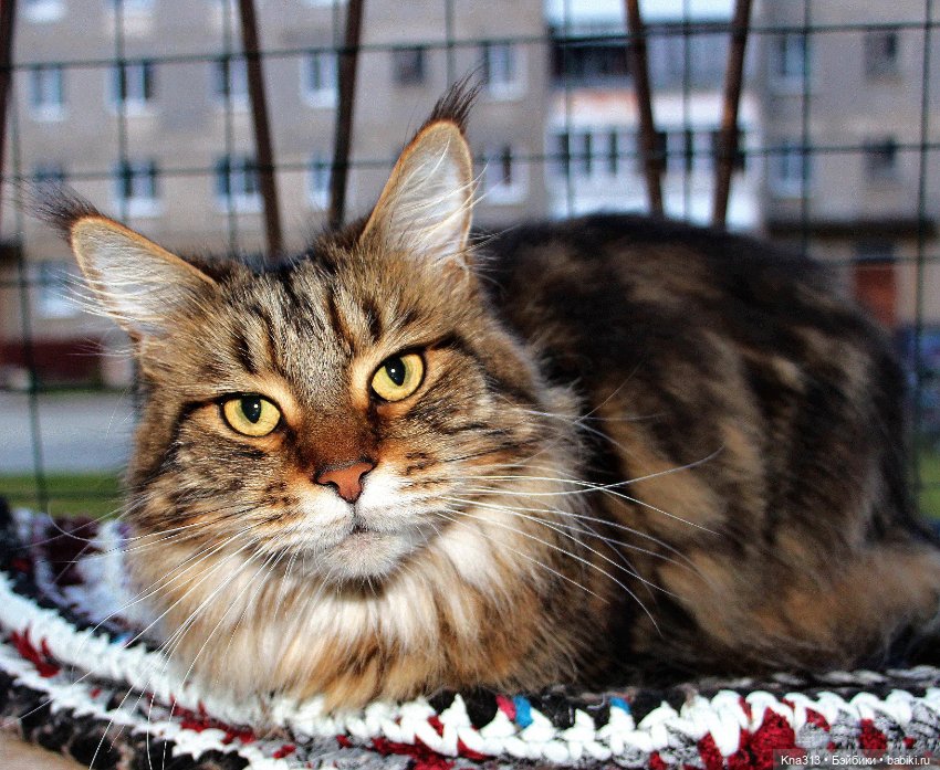 Чуть не пропустили праздник моих любимых котиков (фото 9)