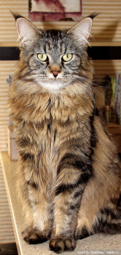 Чуть не пропустили праздник моих любимых котиков (фото 10)