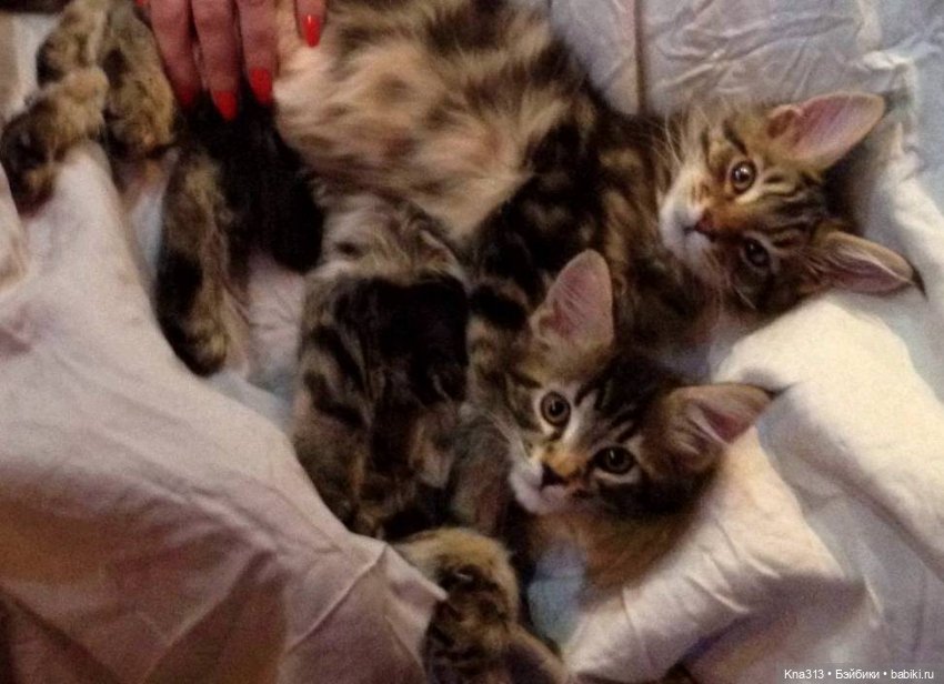 Чуть не пропустили праздник моих любимых котиков