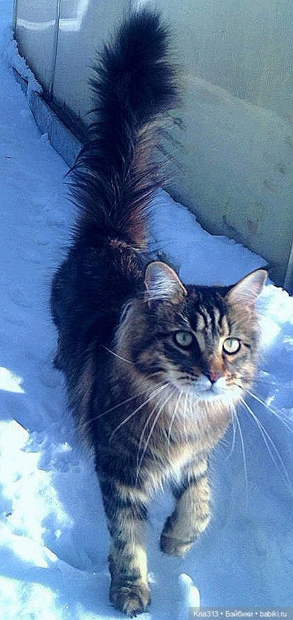 Чуть не пропустили праздник моих любимых котиков (фото 2)