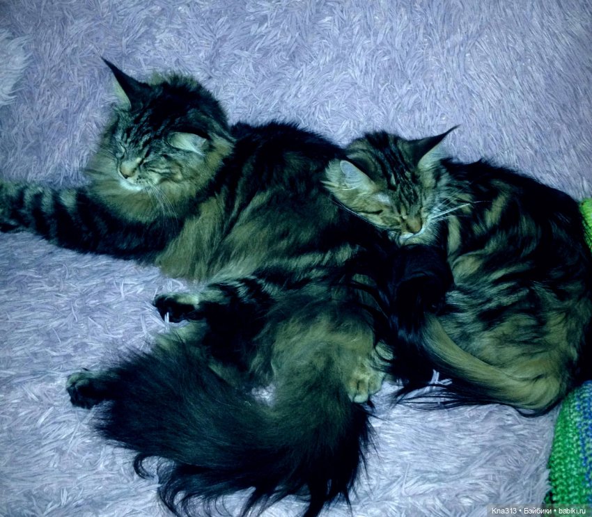 Чуть не пропустили праздник моих любимых котиков