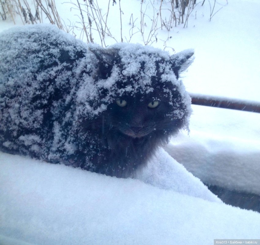 Чуть не пропустили праздник моих любимых котиков (фото 6)