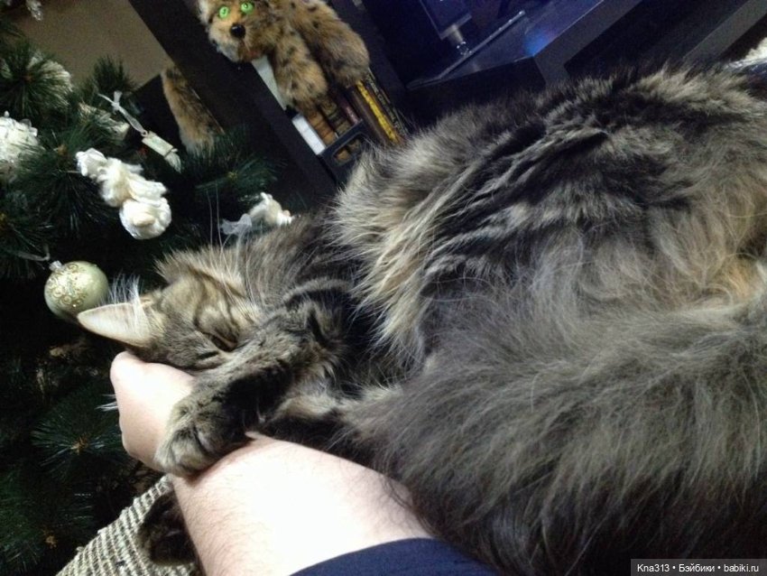 Чуть не пропустили праздник моих любимых котиков