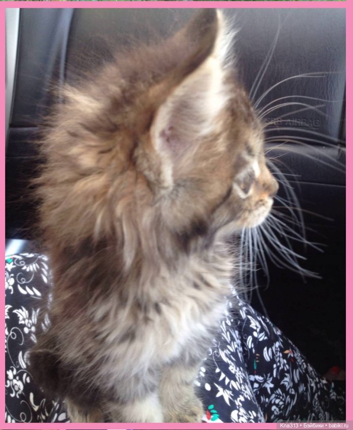 Чуть не пропустили праздник моих любимых котиков