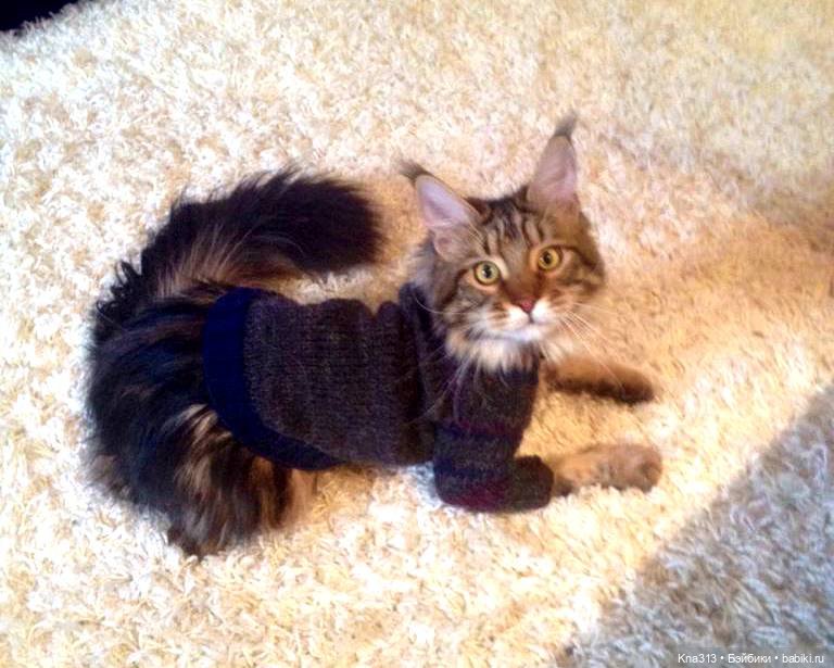 Чуть не пропустили праздник моих любимых котиков