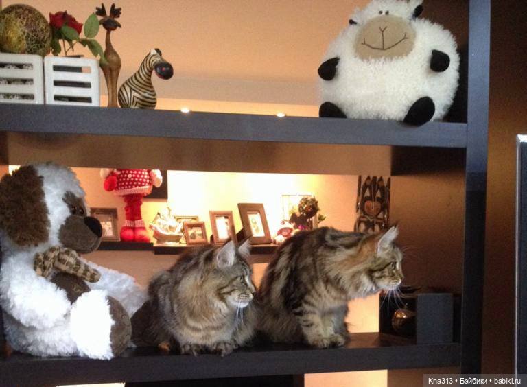 Чуть не пропустили праздник моих любимых котиков