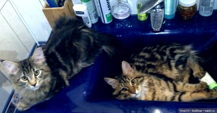 Чуть не пропустили праздник моих любимых котиков