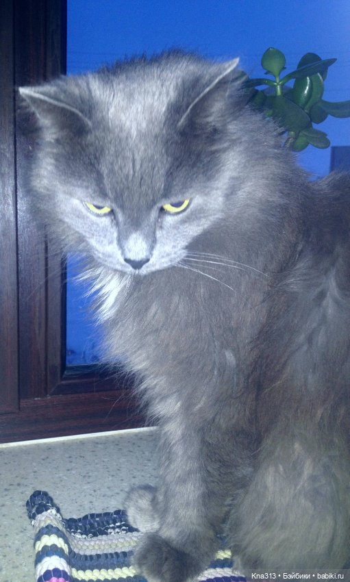 Чуть не пропустили праздник моих любимых котиков (фото 7)