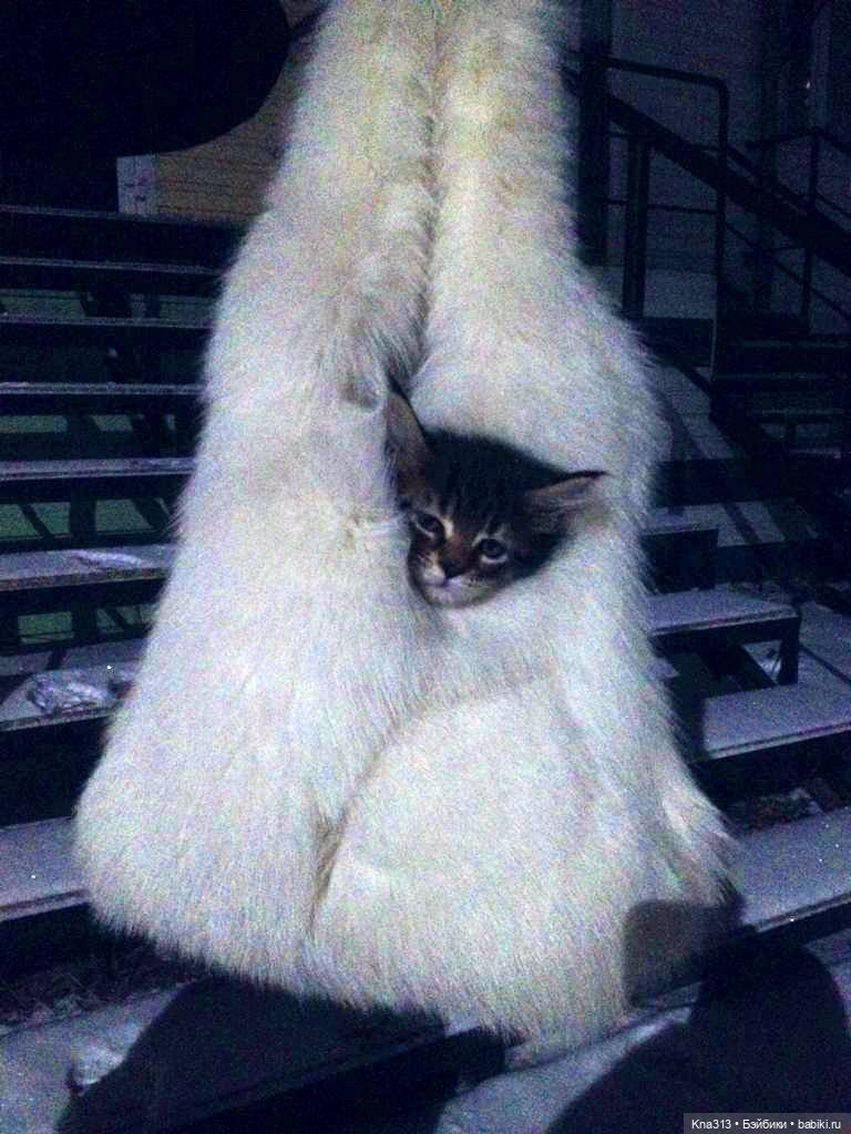 Чуть не пропустили праздник моих любимых котиков