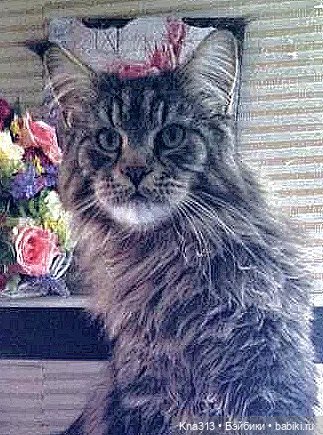 Чуть не пропустили праздник моих любимых котиков (фото 4)