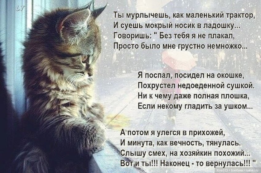 Чуть не пропустили праздник моих любимых котиков