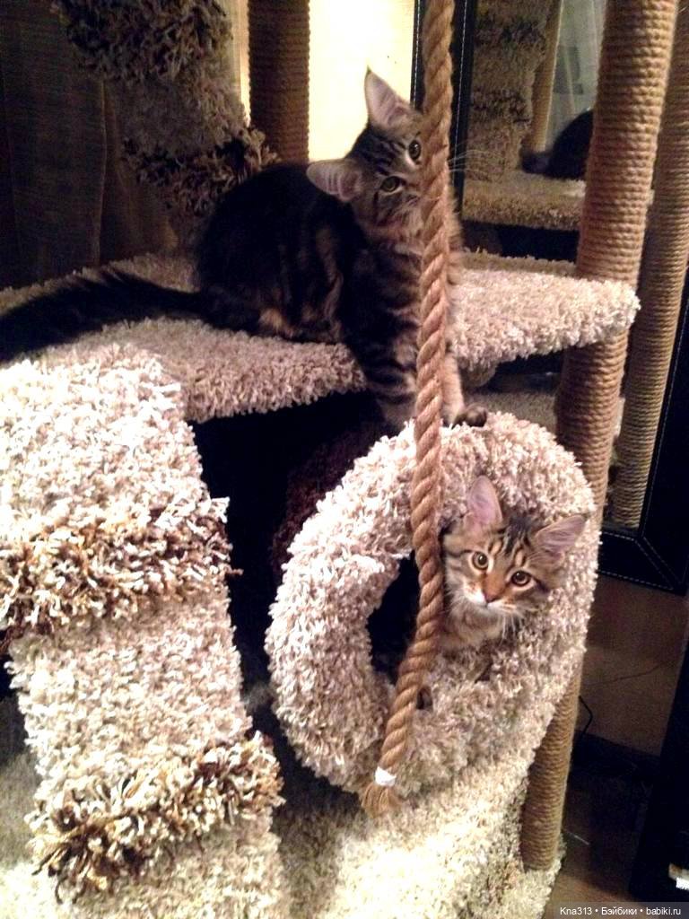 Чуть не пропустили праздник моих любимых котиков