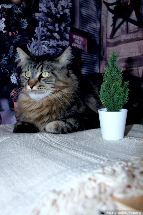 Чуть не пропустили праздник моих любимых котиков