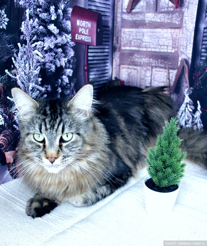 Чуть не пропустили праздник моих любимых котиков