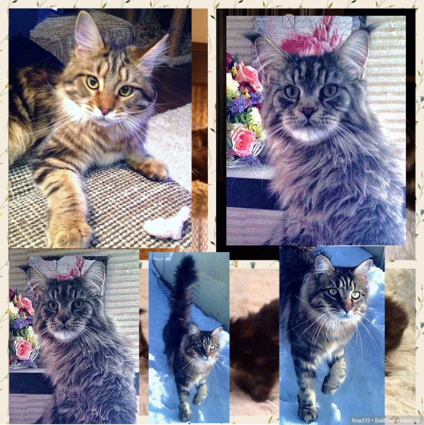 Чуть не пропустили праздник моих любимых котиков