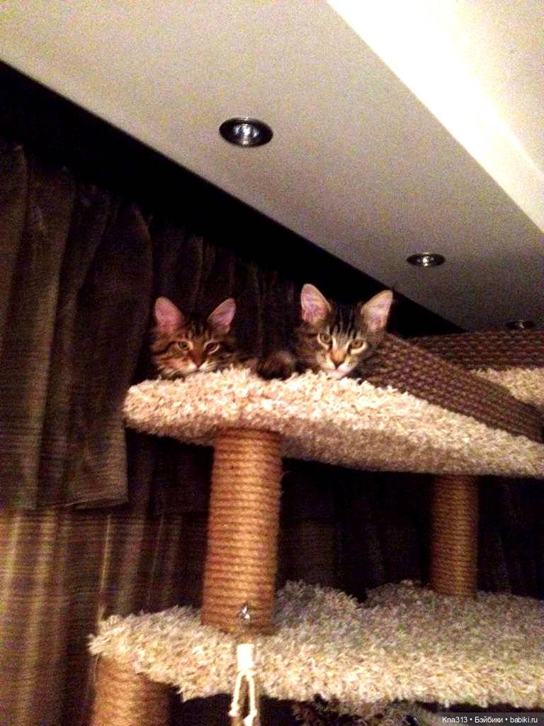 Чуть не пропустили праздник моих любимых котиков