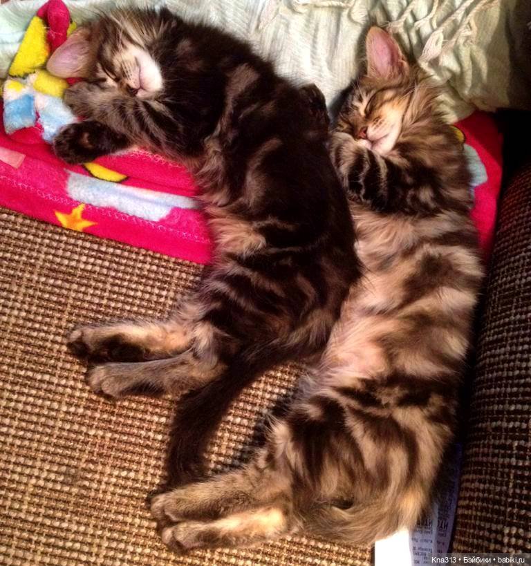 Чуть не пропустили праздник моих любимых котиков