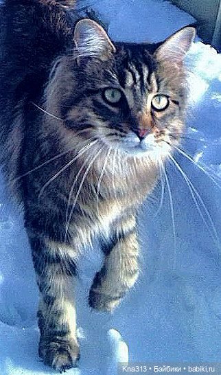 Чуть не пропустили праздник моих любимых котиков (фото 3)