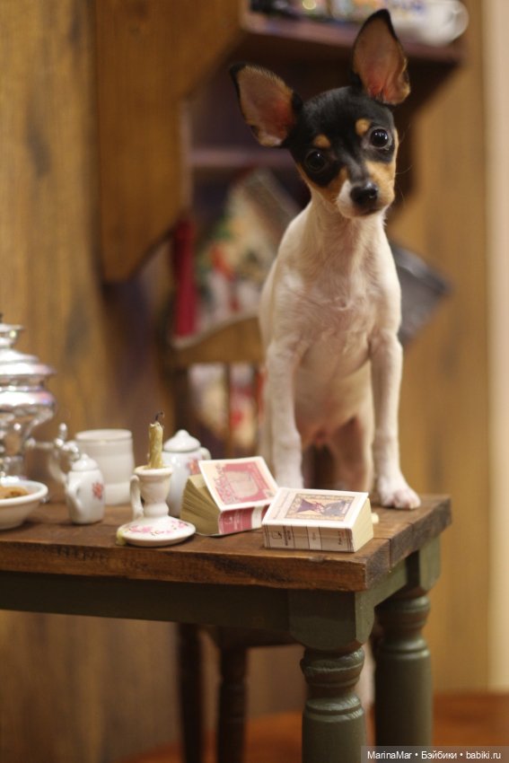 Интересный гость или Мариса у меня уже год