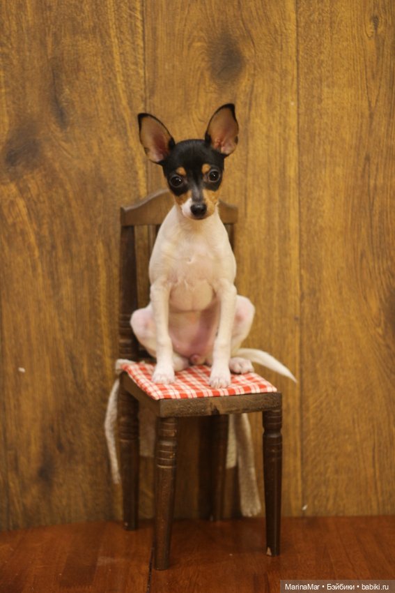 Интересный гость или Мариса у меня уже год