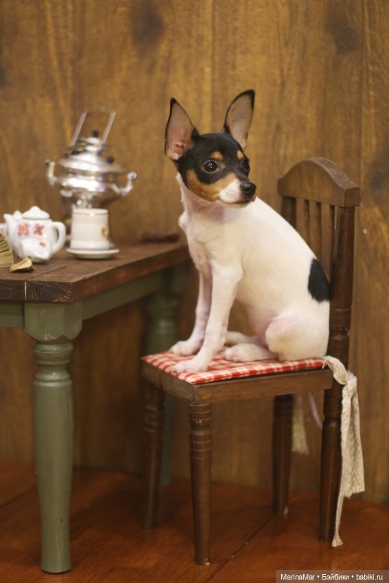 Интересный гость или Мариса у меня уже год (фото 6)