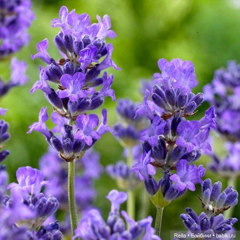 В преддверии праздника! Sasha Doll