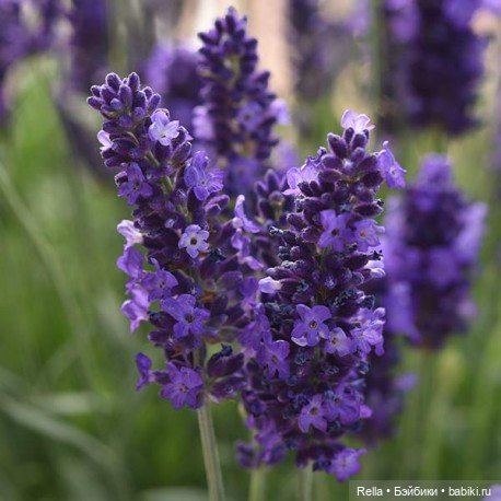 В преддверии праздника! Sasha Doll