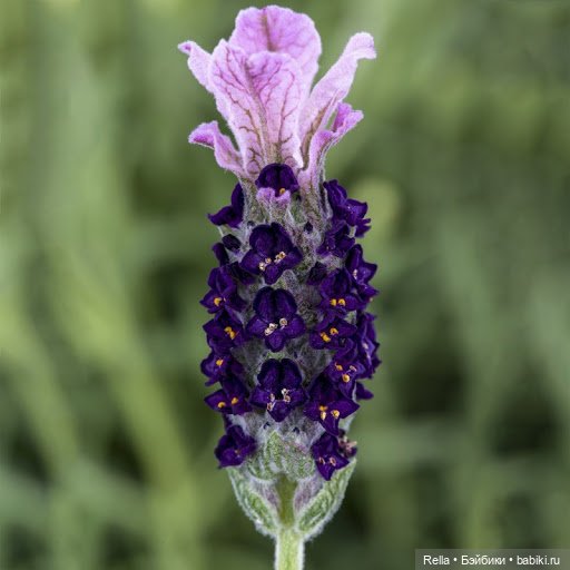 В преддверии праздника! Sasha Doll (фото 8)