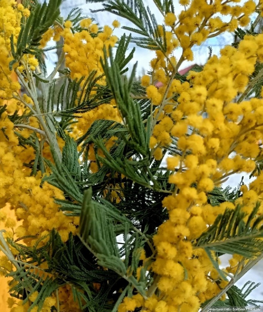 Цветник- из Баболишечек — Куклы Baboliy (Баболи