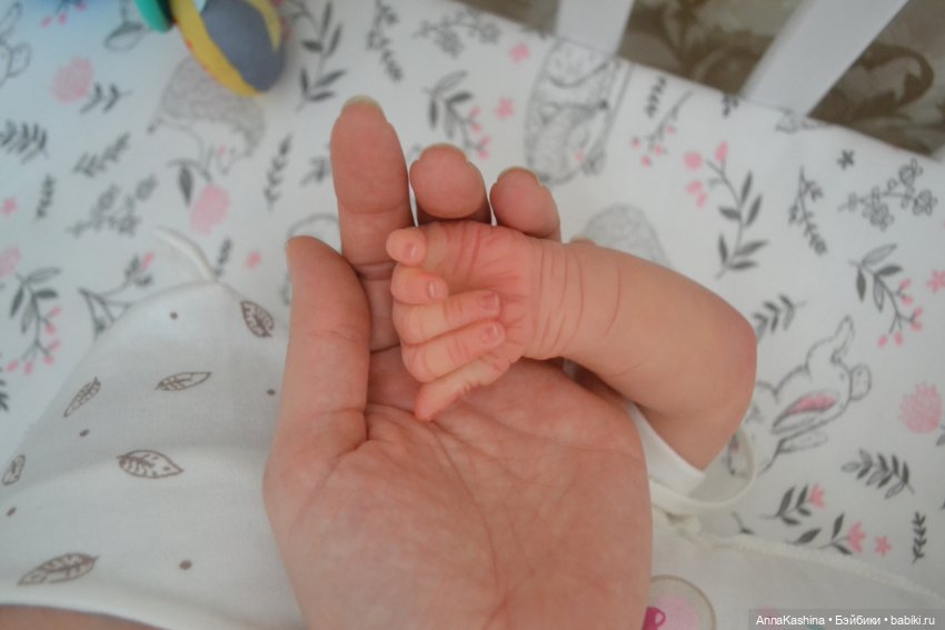 Мой долгожданный бурундучок! Доминика