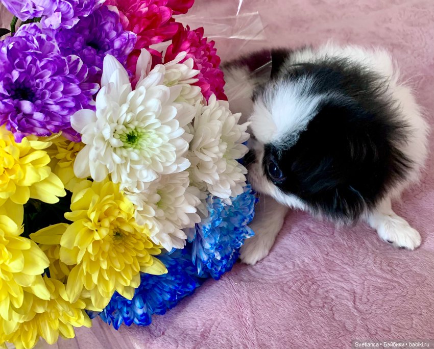 Цветочно-весеннее настроение