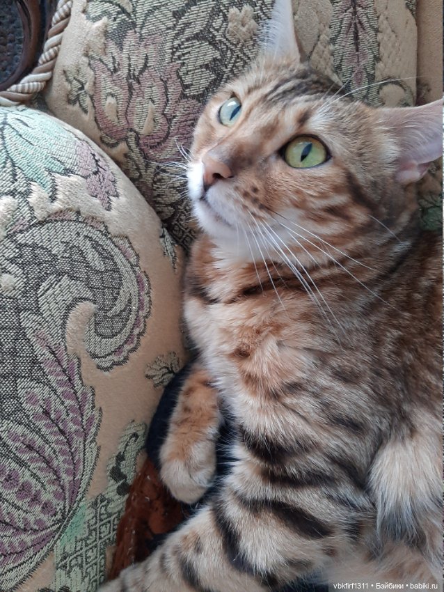 Моя Хюрремка — В мире животных: смешные фото питомцев и зверей (фото 2)