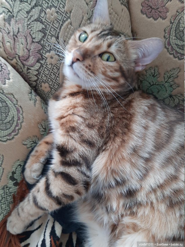 Моя Хюрремка — В мире животных: смешные фото питомцев и зверей (фото 5)