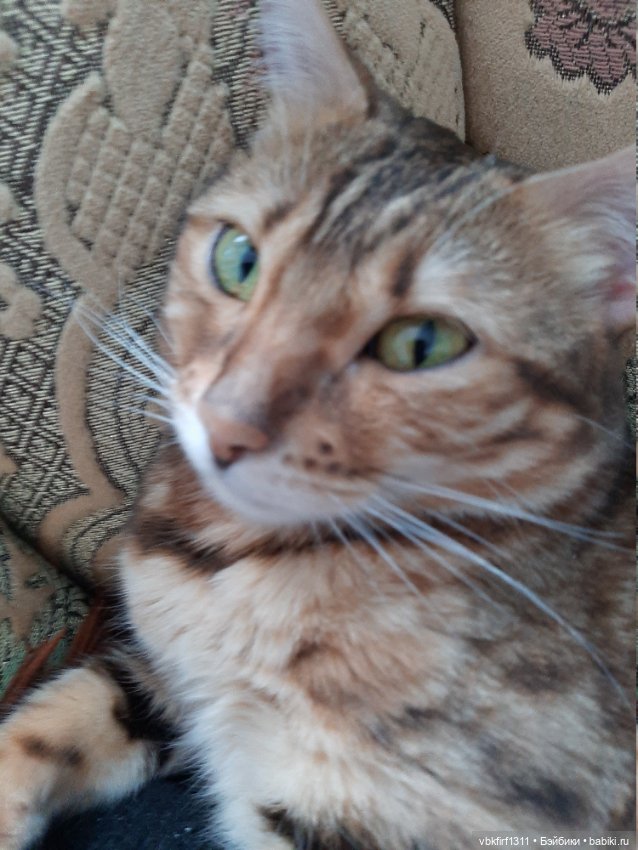 Моя Хюрремка — В мире животных: смешные фото питомцев и зверей (фото 9)