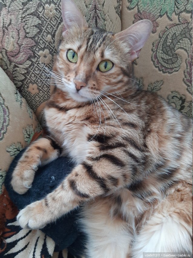 Моя Хюрремка — В мире животных: смешные фото питомцев и зверей (фото 6)