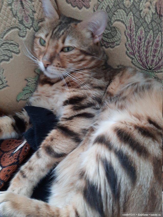 Моя Хюрремка — В мире животных: смешные фото питомцев и зверей