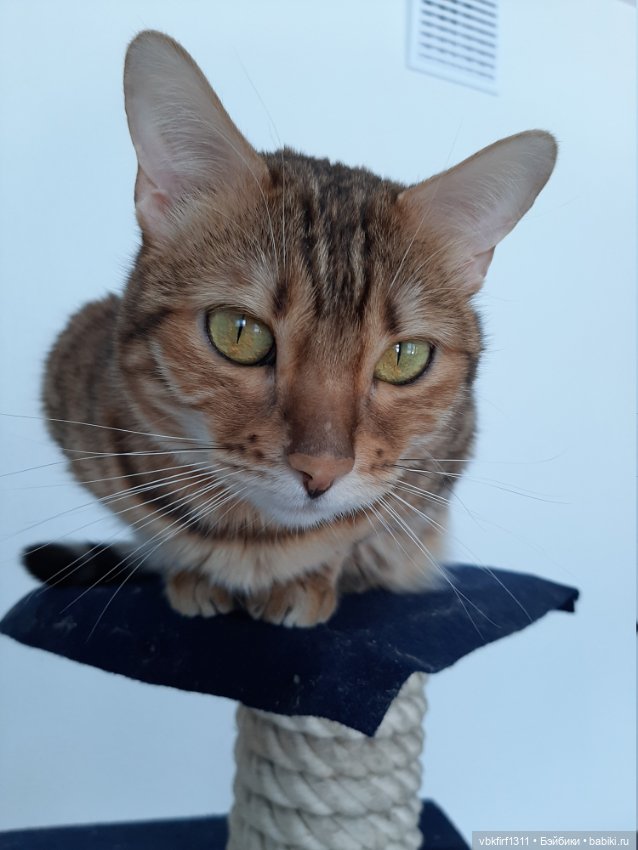 Моя Хюрремка — В мире животных: смешные фото питомцев и зверей