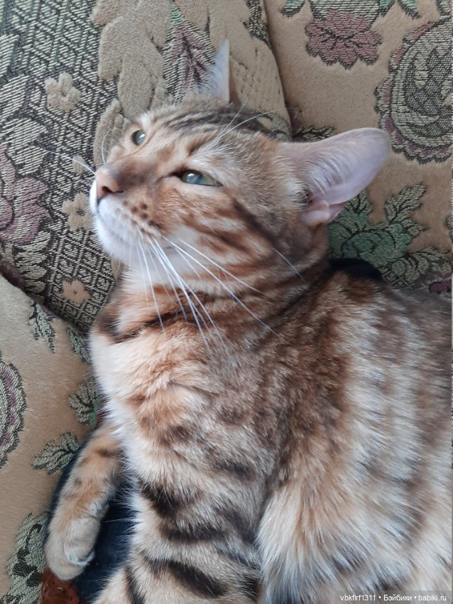 Моя Хюрремка — В мире животных: смешные фото питомцев и зверей (фото 4)