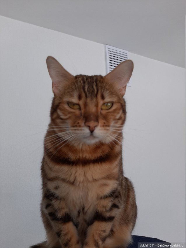 Моя Хюрремка — В мире животных: смешные фото питомцев и зверей