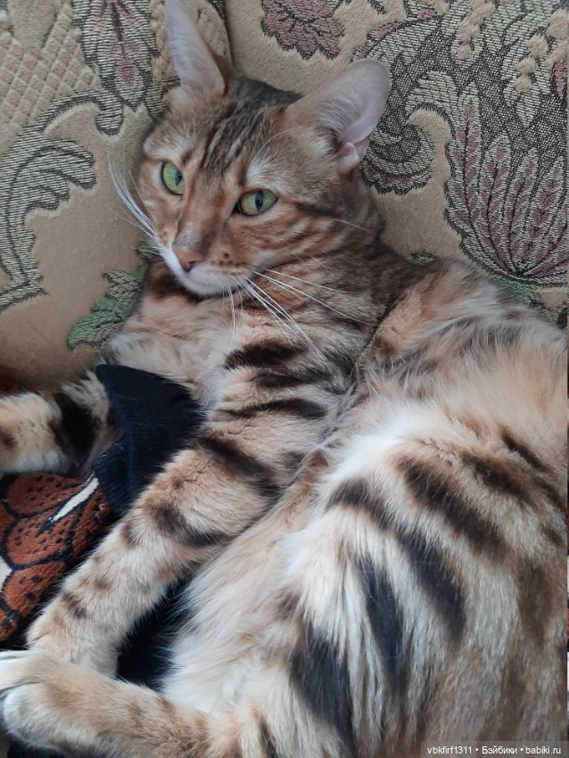 Моя Хюрремка — В мире животных: смешные фото питомцев и зверей (фото 10)