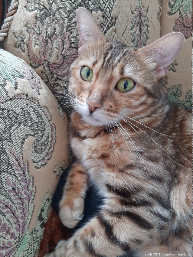 Моя Хюрремка — В мире животных: смешные фото питомцев и зверей (фото 3)