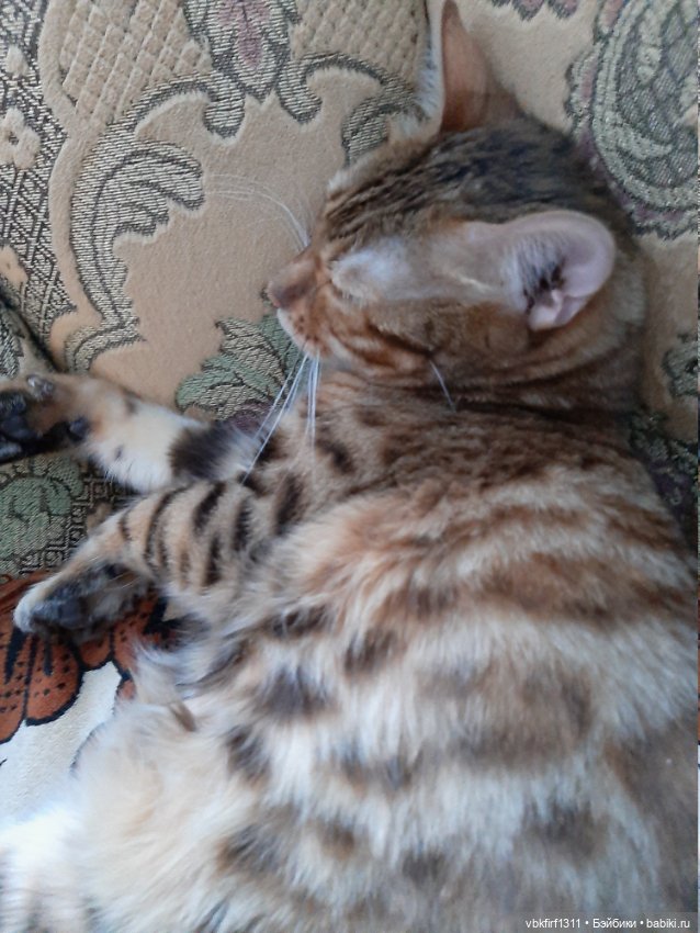 Моя Хюрремка — В мире животных: смешные фото питомцев и зверей