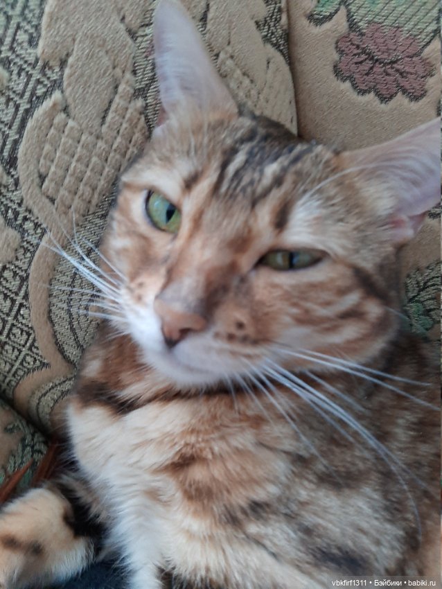 Моя Хюрремка — В мире животных: смешные фото питомцев и зверей (фото 8)