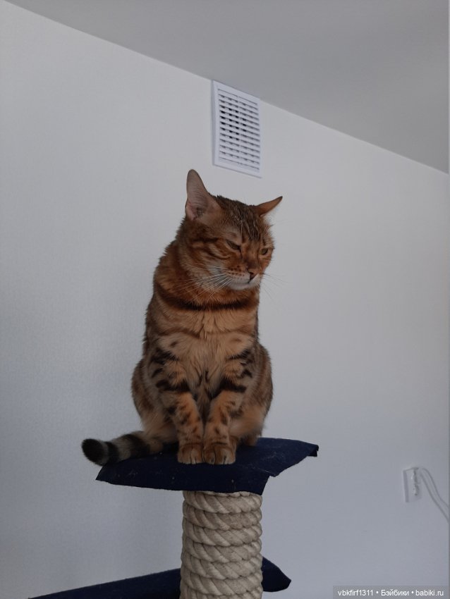 Моя Хюрремка — В мире животных: смешные фото питомцев и зверей